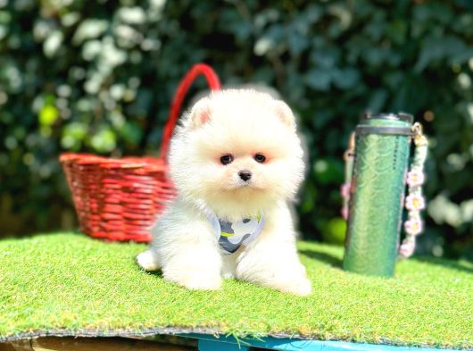 Pomeranian Boo Her Renk Ayi Surat En Cok Çeşit görsel