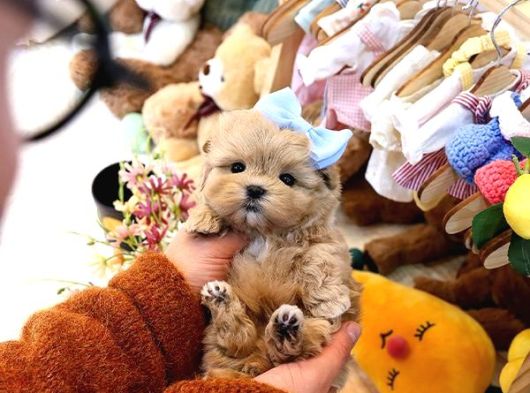A Kalite Maltipoo Yavrularımız görsel