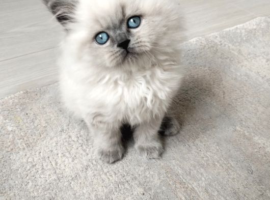 Mükemmel A Kalite British Longhair Yavrularımız görsel