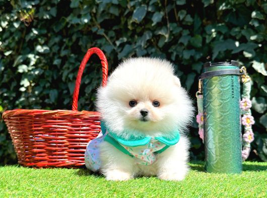 Pomeranian Boo Her Renk Ayi Surat En Cok Çeşit görsel