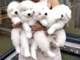 Samoyed Bebeklerimiz