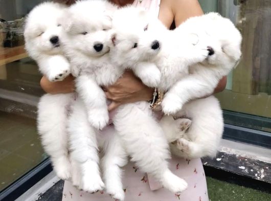 Samoyed Bebeklerimiz görsel