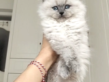 Mükemmel A Kalite British Longhair Yavrularımız