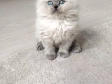 Mükemmel A Kalite British Longhair Yavrularımız