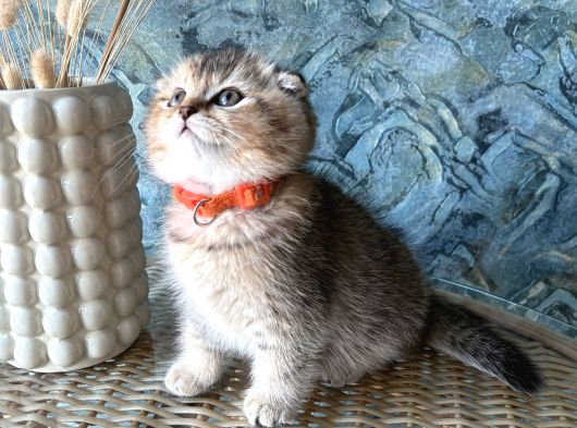 A Kalite Sıfır Kulak Scottish Fold Shorthair Erkek Yavrular görsel