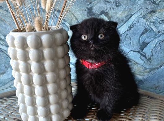 A Kalite Sıfır Kulak Scottish Fold Shorthair Erkek Yavrular görsel
