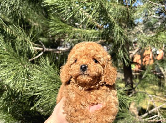 A Kalite Red Toy Poodle Yavrular görsel