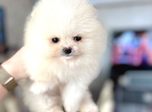 Teacup Erkek Pom Boo görsel