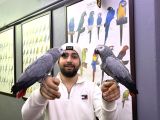 200 KELİME KONUŞAN EVCİL JAKO PAPAĞANIMIZ
