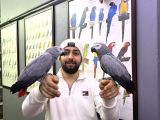 200 Keli̇me Konuşan Evci̇l Jako Papağanimiz