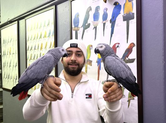 200 Keli̇me Konuşan Evci̇l Jako Papağanimiz görsel