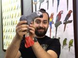 100 KELİME KONUŞAN FULL EVCİL JAKO PAPAĞANI