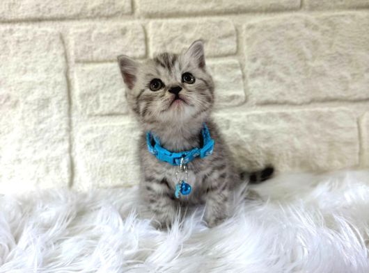 British Shorthair Silver Erkek 2  aylık Oyuncu Yavrumuz