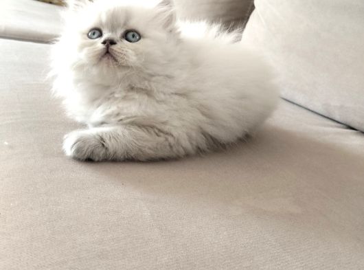 Mükemmel A Kalite British Longhair Yavrularımız