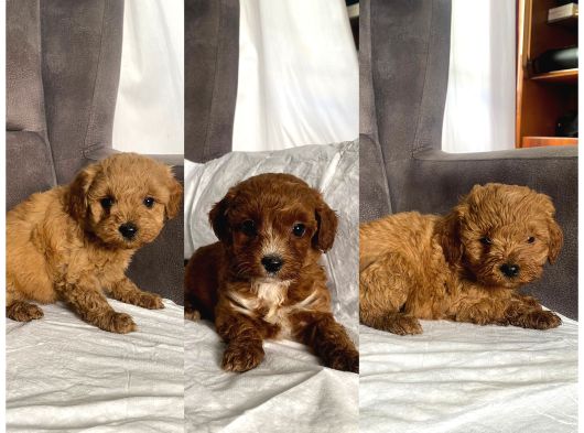 Mi̇ni̇ Boy Maltipoo Erkek Yavrularim