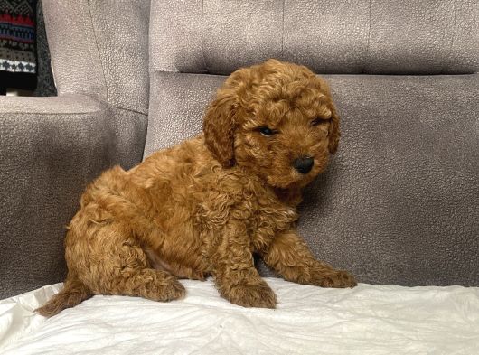 Mi̇ni̇ Boy Maltipoo Erkek Yavrumuz