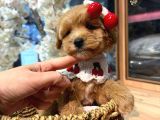 Mağazamızdan Maltipoo Ufak Boy Yavrularımız