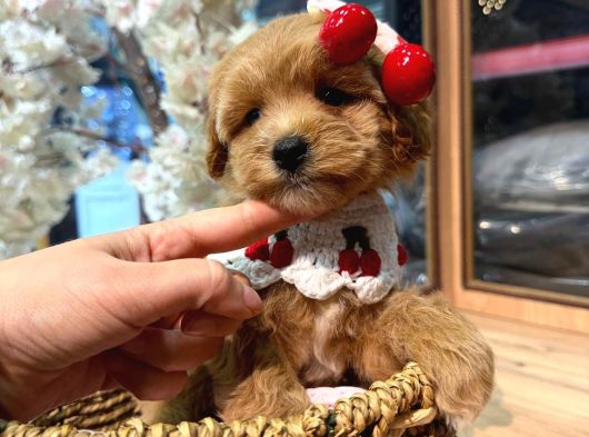 Mağazamızdan Maltipoo Ufak Boy Yavrularımız görsel