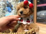 Mağazamızdan Maltipoo Ufak Boy Yavrularımız