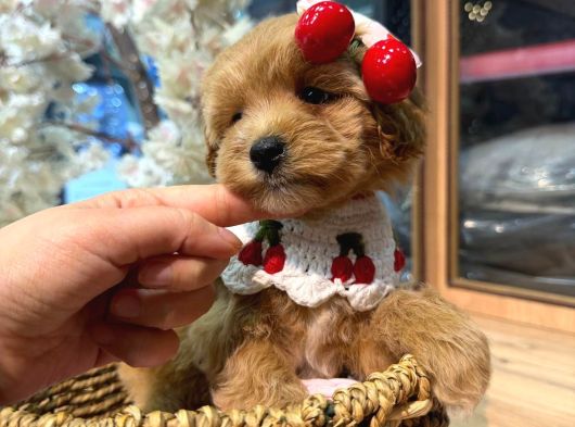 Mağazamızdan Maltipoo Ufak Boy Yavrularımız görsel