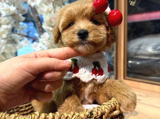 Mağazamızdan Maltipoo Ufak Boy Yavrularımız