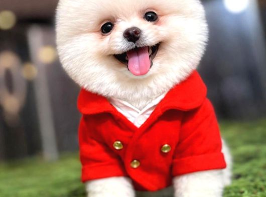 Bakanlık Onaylı Mağazamızdan Ayı Surat Pomeranian Boo Yavrul görsel