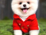 Bakanlık Onaylı Mağazamızdan Ayı Surat Pomeranian Boo Yavrul