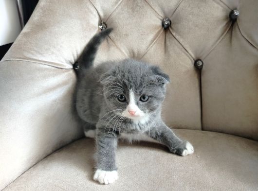 Tatlimi Tatli Top Kafa Scoti̇shler görsel