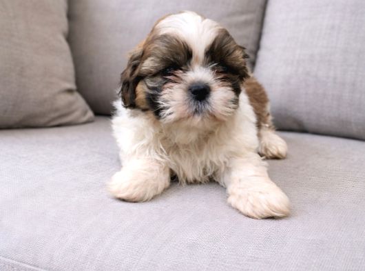 Shihit Tzu  Yavrular görsel