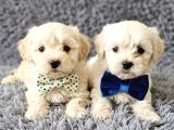 Maltese Bebisler