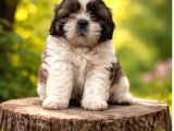 Shihit Tzu  Yavrular