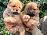 Chow chow yavrular