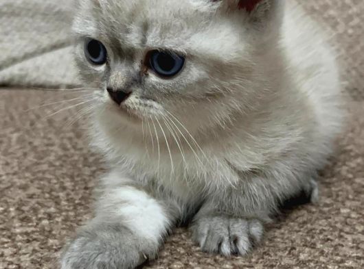 British Short Hair Bebekler görsel