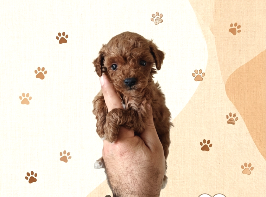 Büyümek Nedir Bilmeyen Pişmaniye Poodle