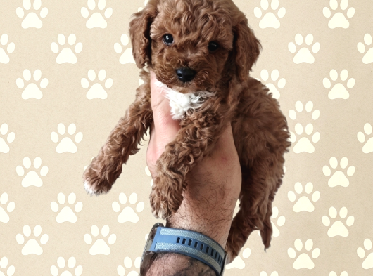 Büyümek Nedir Bilmeyen Pişmaniye Poodle görsel