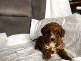 Mi̇ni̇ Boy Maltipoo Erkek Yavrularim