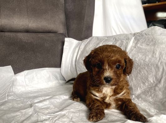 Mi̇ni̇ Boy Maltipoo Erkek Yavrularim görsel