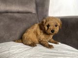 Mi̇ni̇ Boy Maltipoo Erkek Yavrularim