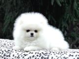 Orjinal Pomeranian Boo Yavruları