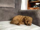 Mi̇ni̇ Boy Maltipoo Erkek Yavrularim