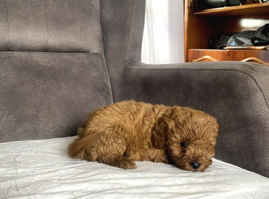 Mi̇ni̇ Boy Maltipoo Erkek Yavrularim görsel