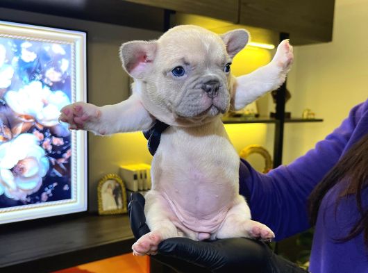 Egzoti̇k French Bulldog Yavrularim Hari̇ka Renkler Ve Anatomi̇ görsel