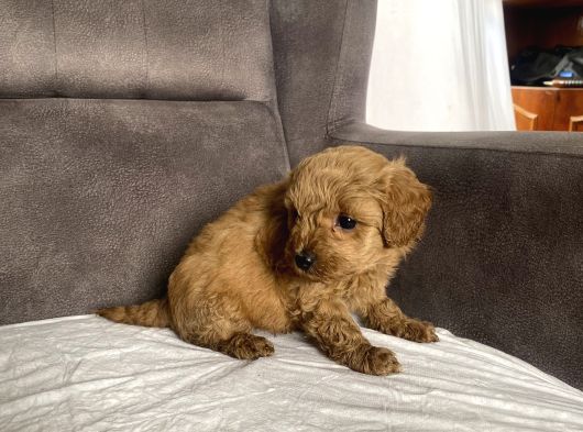 Mi̇ni̇ Boy Maltipoo Erkek Yavrularim görsel