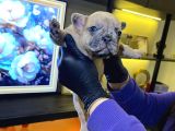 Egzoti̇k French Bulldog Yavrularim Hari̇ka Renkler Ve Anatomi̇
