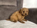 Mi̇ni̇ Boy Maltipoo Erkek Yavrularim