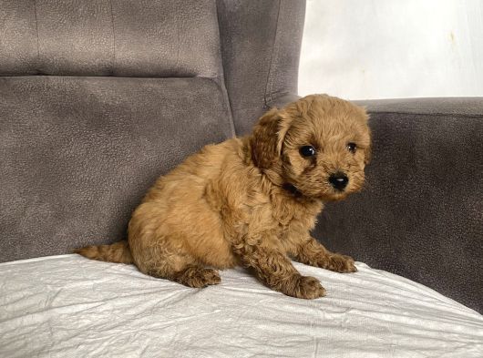 Mi̇ni̇ Boy Maltipoo Erkek Yavrularim görsel