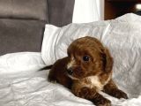 Mi̇ni̇ Boy Maltipoo Erkek Yavrularim