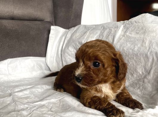 Mi̇ni̇ Boy Maltipoo Erkek Yavrularim görsel