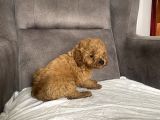 Mi̇ni̇ Boy Maltipoo Erkek Yavrularim