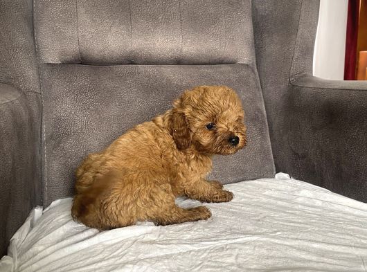 Mi̇ni̇ Boy Maltipoo Erkek Yavrularim görsel